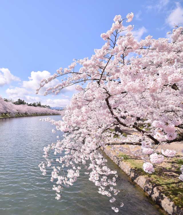 百色の青森 さくら | ハンドメイドガラスの伝統工芸品「津軽びいどろ」