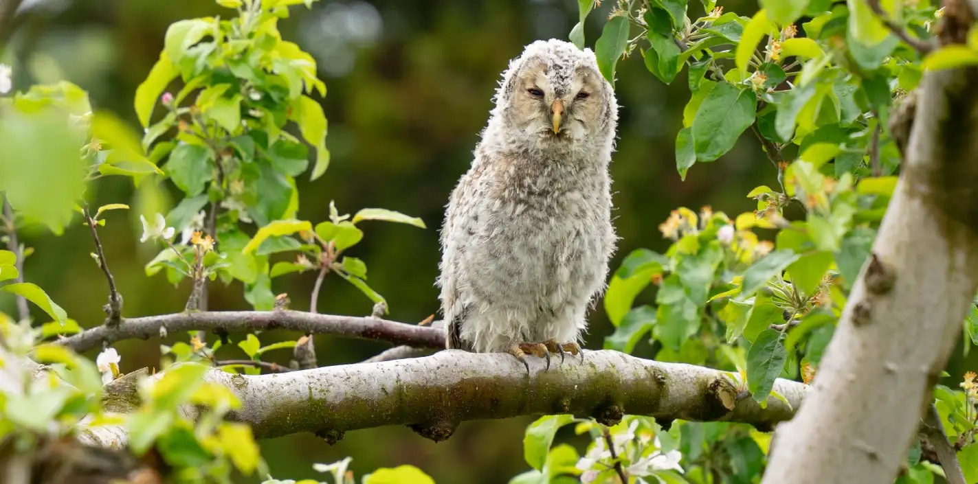 百色の青森 古くからりんごの木を守る、愛らしい救世主 | ハンドメイド