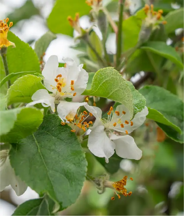 百色の青森　古くからりんごの木を守る、愛らしい救世主。