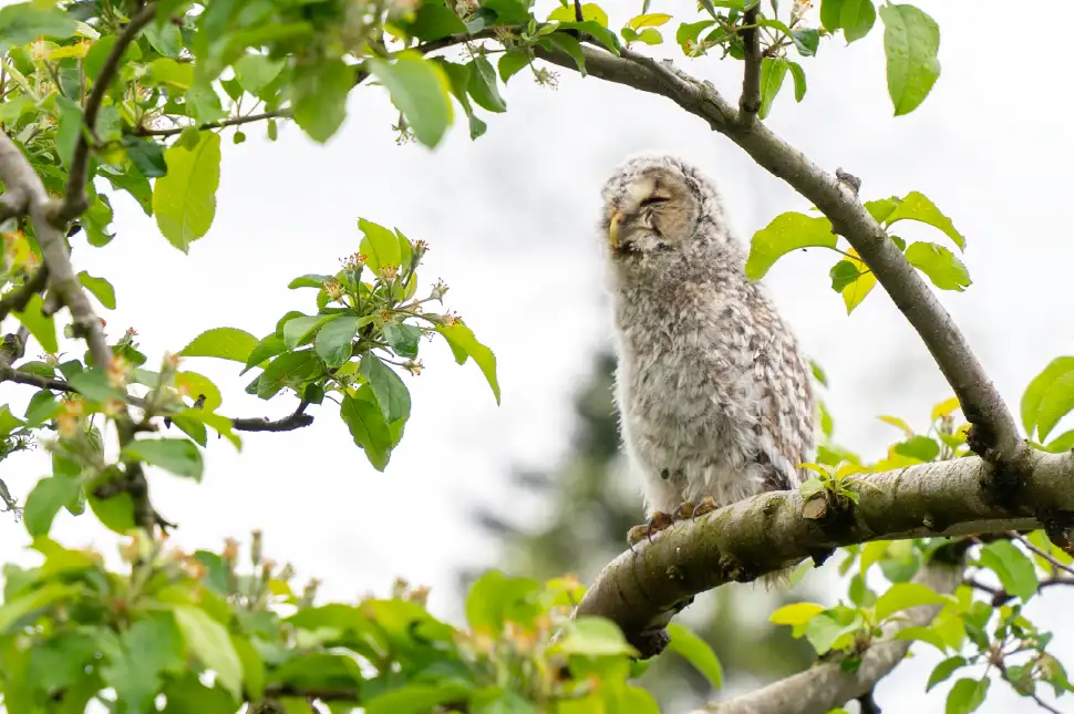 百色の青森 古くからりんごの木を守る、愛らしい救世主 | ハンドメイド
